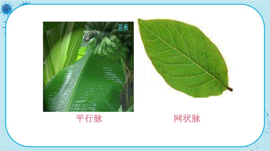 第1節(jié)   在實(shí)驗(yàn)室里觀察植物第7頁