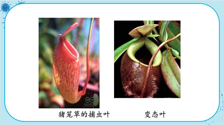 第1節(jié)   在實(shí)驗(yàn)室里觀察植物第8頁