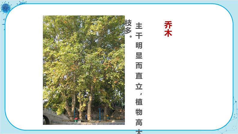 冀少版生物七年级上册 3.2 校园植物调查 课件+教案04