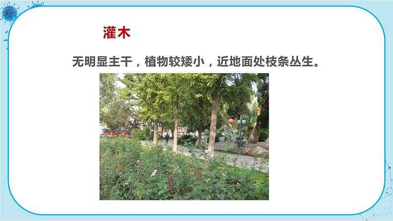 冀少版生物七年级上册 3.2 校园植物调查 课件+教案05