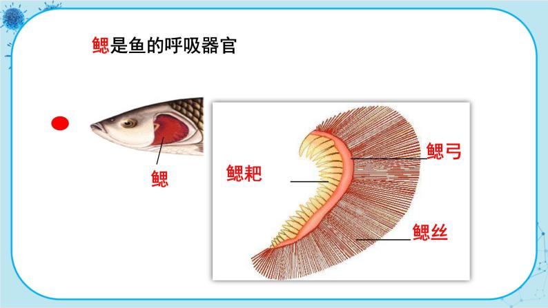 4.6 鱼类（课件PPT+教案）08