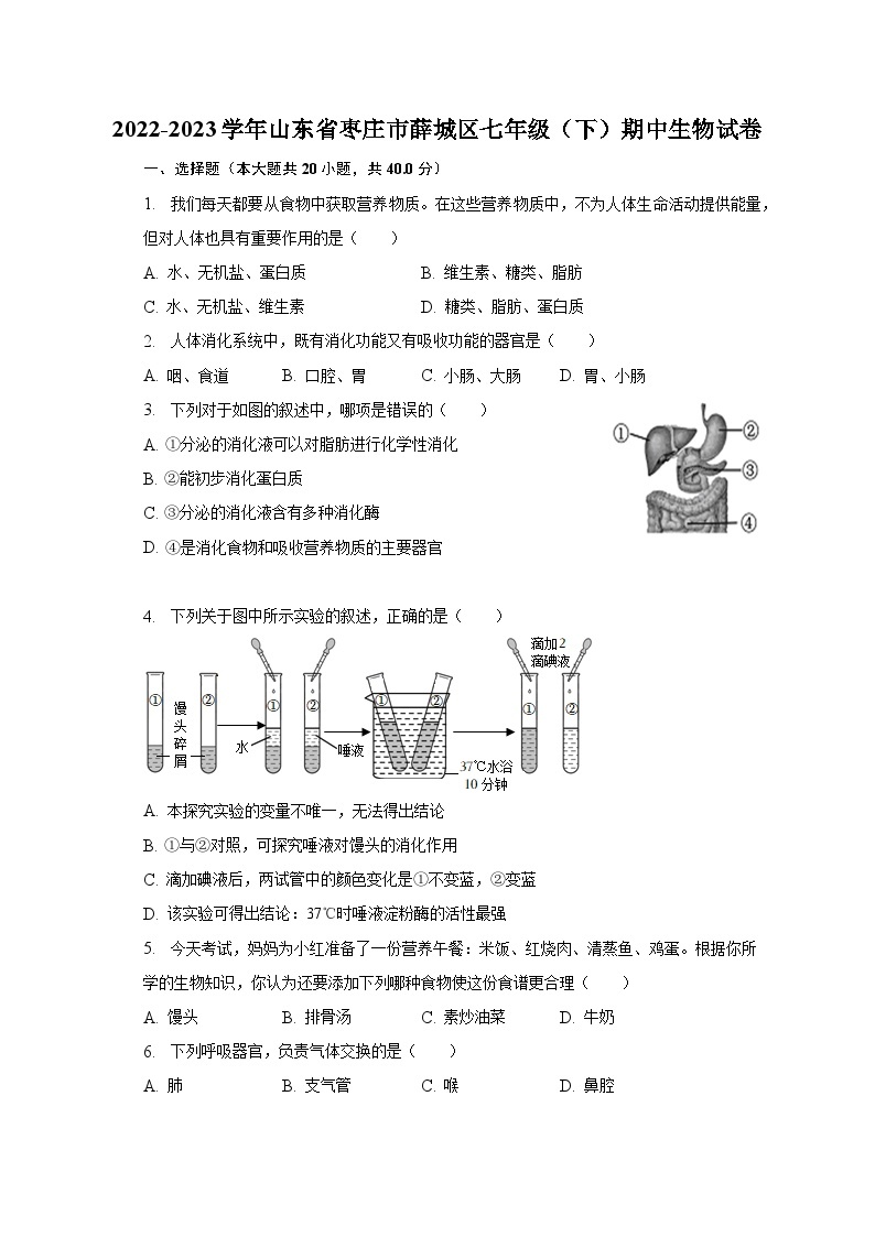 2022-2023学年山东省枣庄市薛城区七年级（下）期中生物试卷（含解析）01