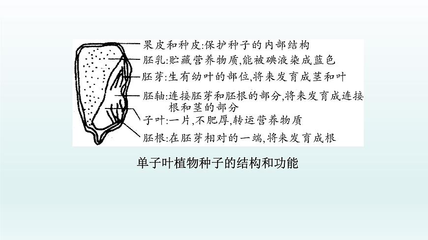 初中生物中考復習 第6課 被子植物的一生 2021屆中考復習生物課件第4頁