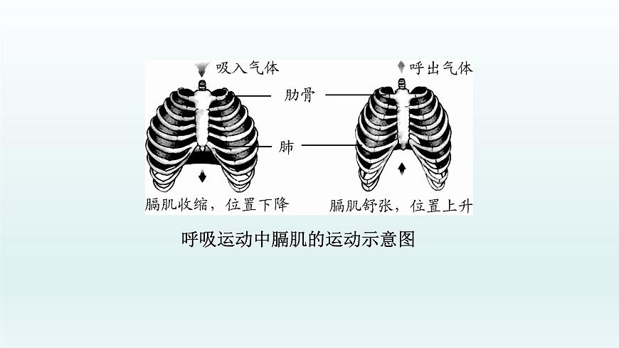 初中生物中考復習 第11課 人體的呼吸 2021屆中考復習生物課件第8頁