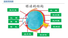 人教版七年级下册4.6.1人体对外界环境的感知（第二课时）----听觉的形成课件