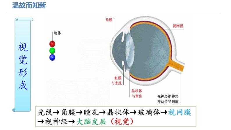 人教版七年级下册4.6.1人体对外界环境的感知（第二课时）----听觉的形成课件02