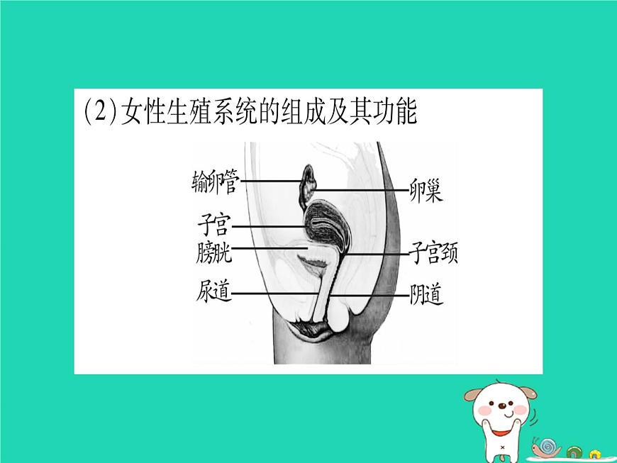 初中生物中考復(fù)習(xí) 中考生物總復(fù)習(xí)八上第6單元第19章生物的生殖和發(fā)育課件第5頁(yè)