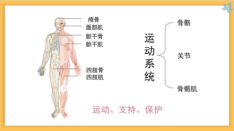 8.3 人体概述-七年级生物下册同步精品课堂(苏教版) 课件PPT第4页