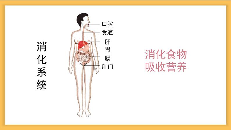 8.3 人体概述-七年级生物下册同步精品课堂(苏教版) 课件PPT第5页