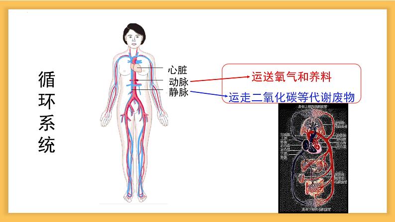 8.3 人体概述-七年级生物下册同步精品课堂(苏教版) 课件PPT第7页