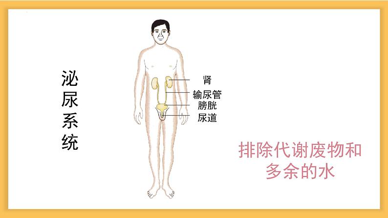 8.3 人体概述-七年级生物下册同步精品课堂(苏教版) 课件PPT第8页