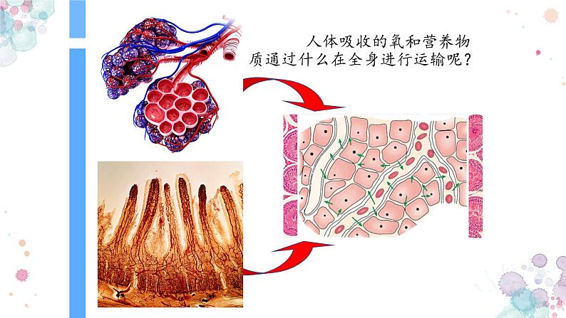 10.1 血液与血型(第一课时)-七年级生物下册同步精品课堂(苏教版)课件PPT第3页