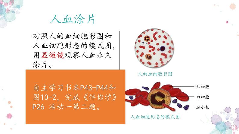 10.1 血液与血型(第一课时)-七年级生物下册同步精品课堂(苏教版)课件PPT第8页