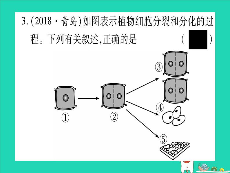 初中生物中考复习 中考生物总复习七上第2单元第4章生物体的结构层次习题课件第3页