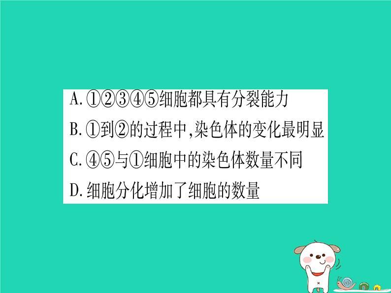 初中生物中考复习 中考生物总复习七上第2单元第4章生物体的结构层次习题课件第4页