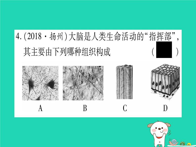 初中生物中考复习 中考生物总复习七上第2单元第4章生物体的结构层次习题课件第5页