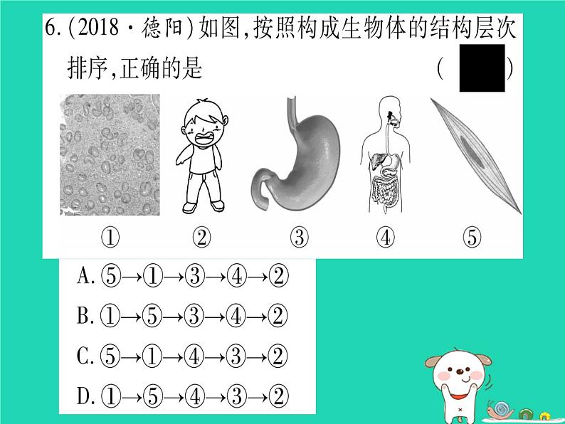 初中生物中考复习 中考生物总复习七上第2单元第4章生物体的结构层次习题课件第7页