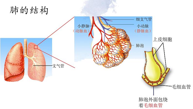 10.3 人体与外界的气体交换-七年级生物下册同步(苏教版)课件PPT第6页