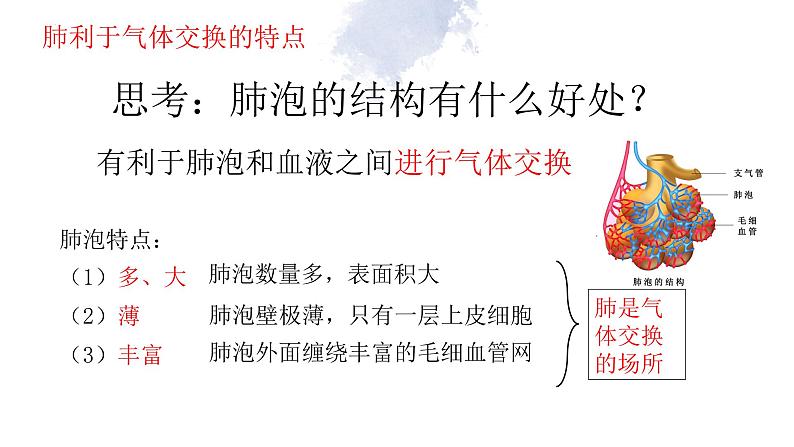 10.3 人体与外界的气体交换-七年级生物下册同步(苏教版)课件PPT第7页