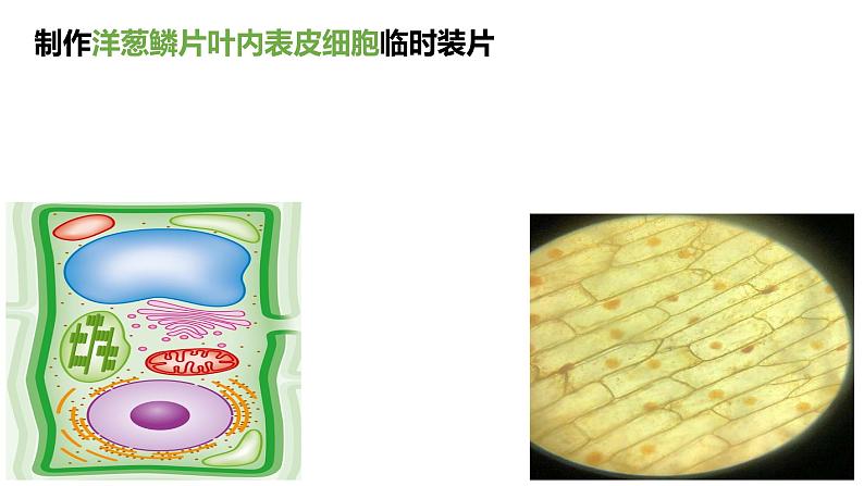 2.1.2 植物细胞课件PPT第1页