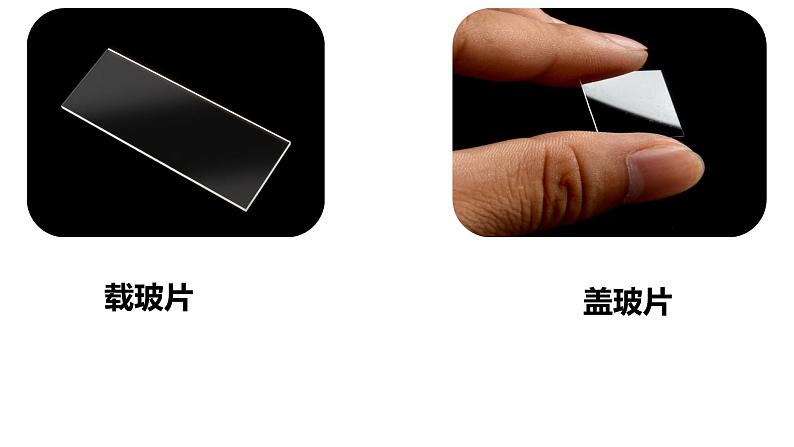 2.1.2 植物细胞课件PPT第6页