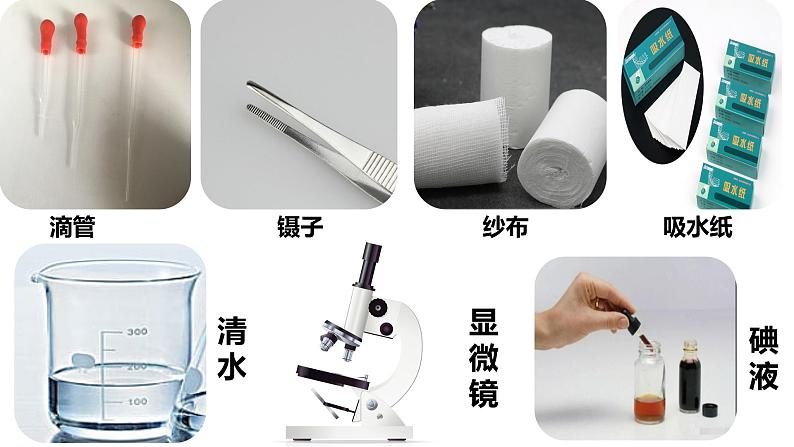 2.1.2 植物细胞课件PPT第7页