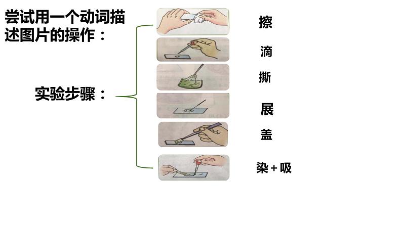 2.1.2 植物细胞课件PPT第8页