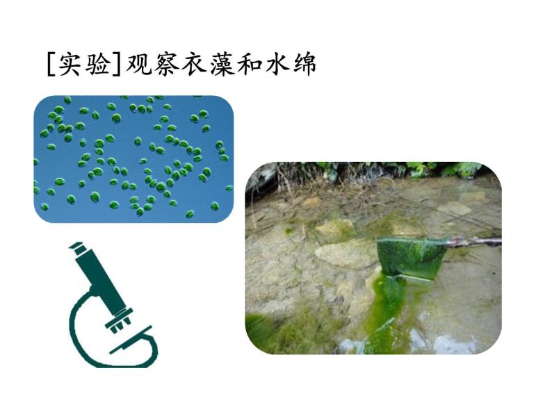3.1.1藻类、苔藓和蕨类植物课件PPT05