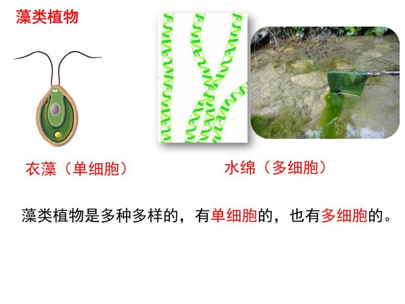 3.1.1藻类、苔藓和蕨类植物课件PPT06
