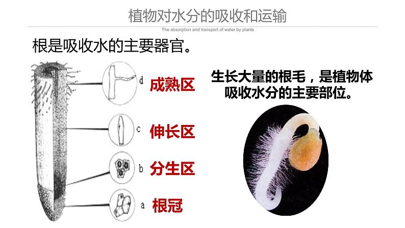 3.3 绿色植物与生物圈的水循环课件PPT04