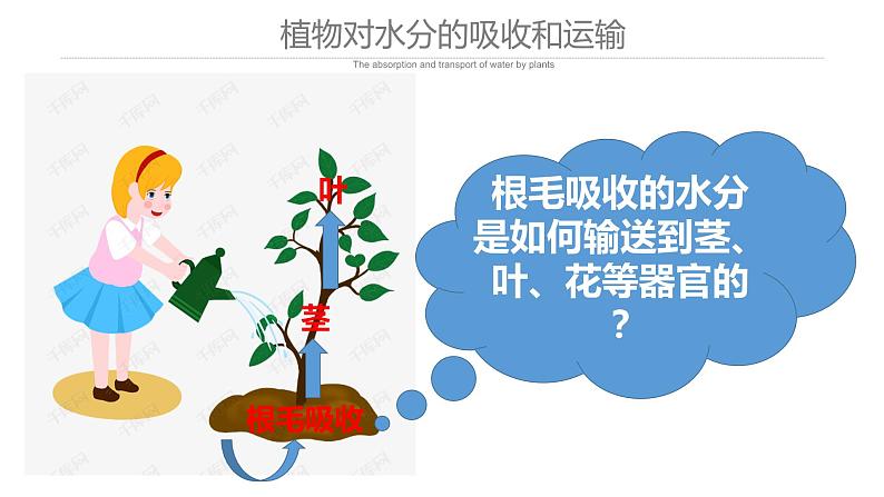 3.3 绿色植物与生物圈的水循环课件PPT05