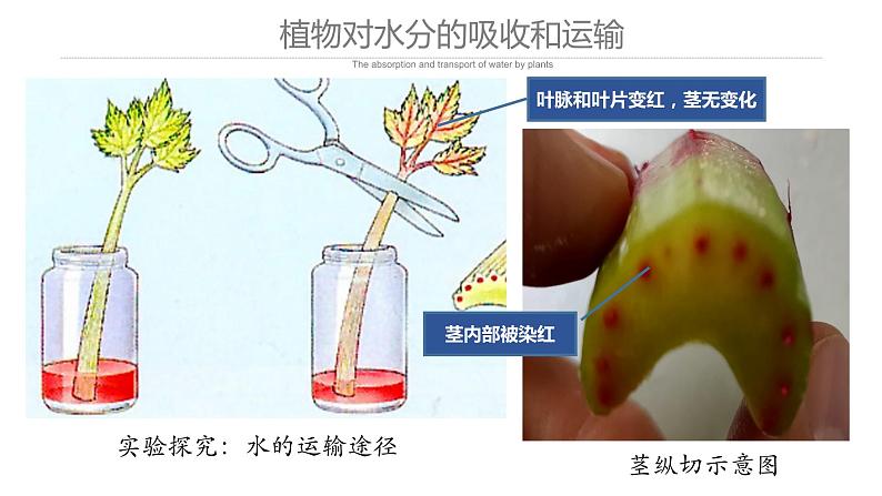 3.3 绿色植物与生物圈的水循环课件PPT06