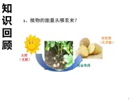 3.4绿色植物是生物圈中有机物的制造者课件PPT