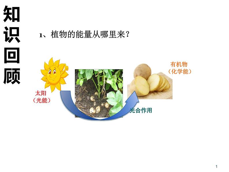 3.4绿色植物是生物圈中有机物的制造者课件PPT第1页