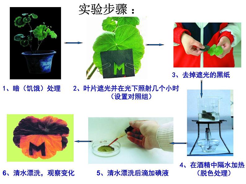 3.4绿色植物是生物圈中有机物的制造者课件PPT第6页