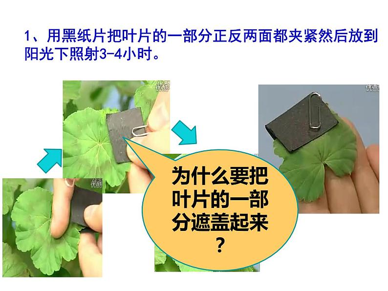 3.4绿色植物是生物圈中有机物的制造者课件PPT第8页