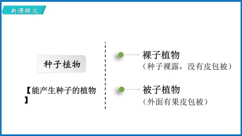 14.1.2 五彩缤纷的植物世界 （课件）苏教版生物八年级上册04