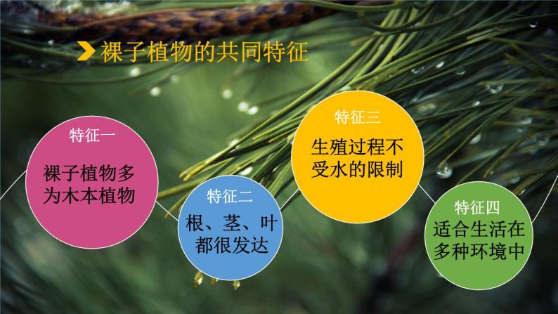 14.1.2 五彩缤纷的植物世界 （课件）苏教版生物八年级上册07