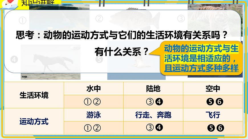15.1《動(dòng)物運(yùn)動(dòng)的方式》課件第5頁(yè)