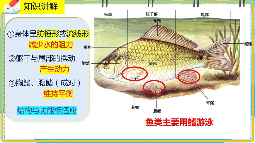 15.1《動(dòng)物運(yùn)動(dòng)的方式》課件第7頁(yè)