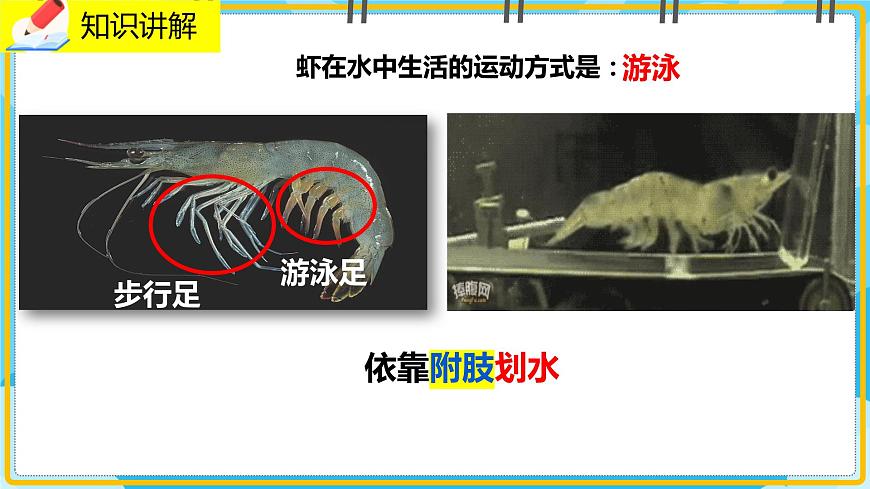 15.1《動(dòng)物運(yùn)動(dòng)的方式》課件第8頁(yè)