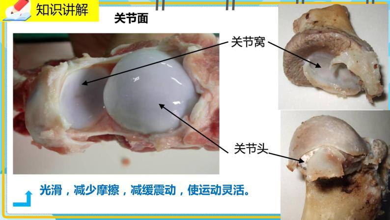 15.2.2《动物运动的形成》课件06