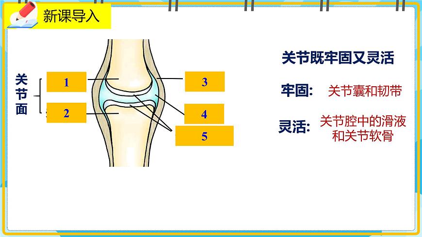 15.2.3《動(dòng)物運(yùn)動(dòng)的形成》課件第2頁