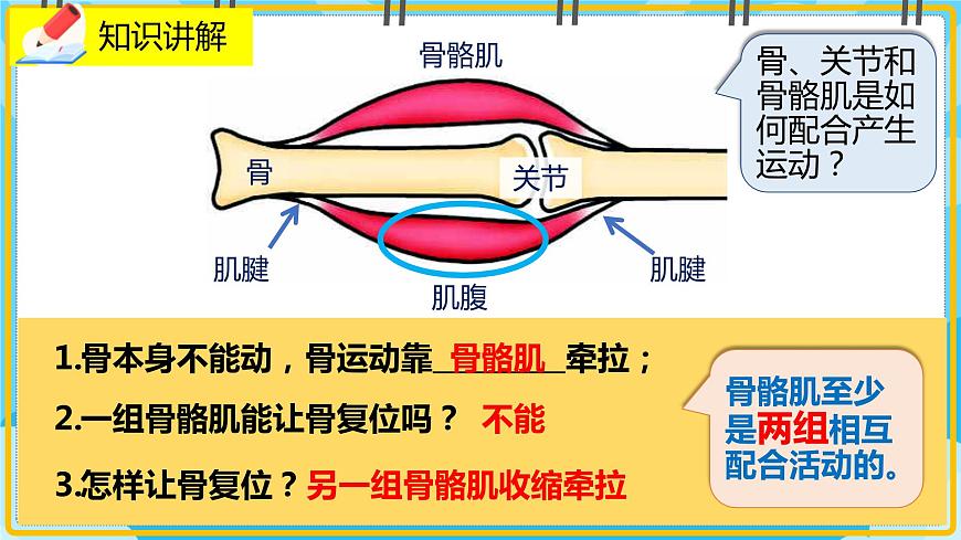 15.2.3《動(dòng)物運(yùn)動(dòng)的形成》課件第4頁