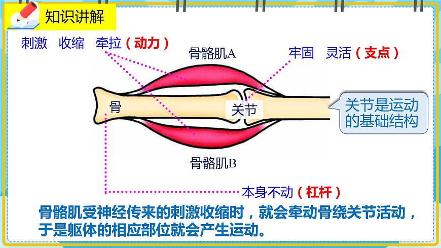 15.2.3《動(dòng)物運(yùn)動(dòng)的形成》課件第5頁
