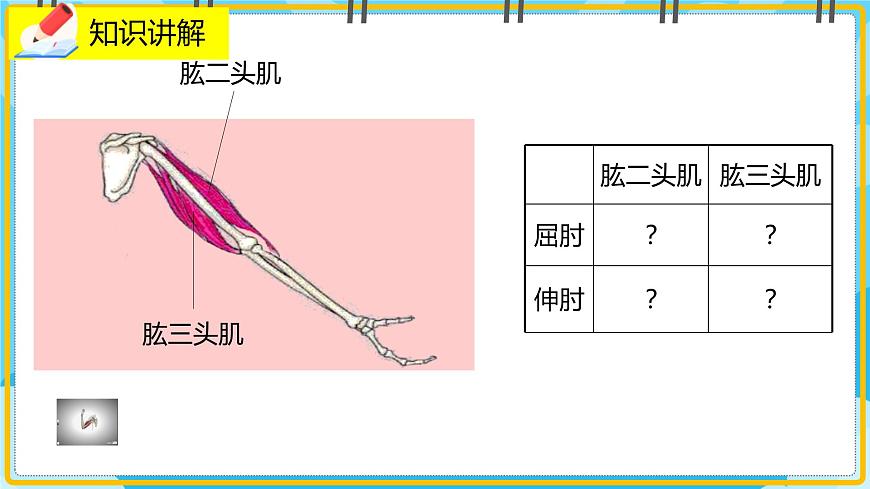 15.2.3《動(dòng)物運(yùn)動(dòng)的形成》課件第6頁