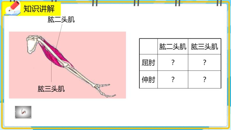 15.2.3《动物运动的形成》课件06