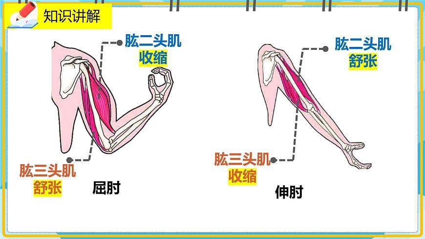15.2.3《動(dòng)物運(yùn)動(dòng)的形成》課件第7頁