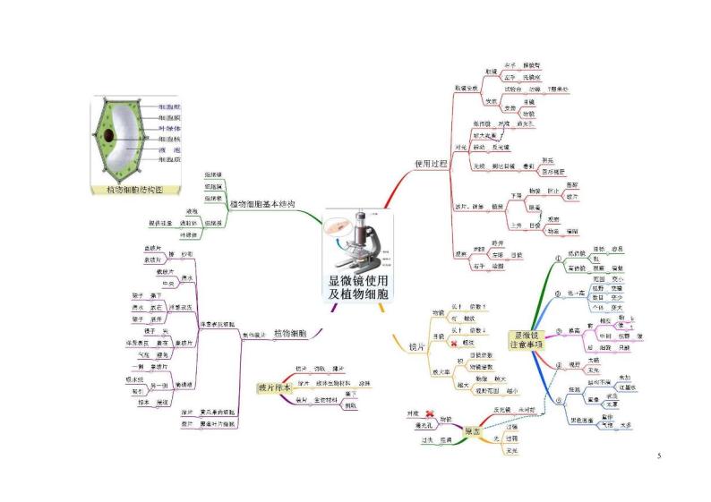 初中生物思维导图02