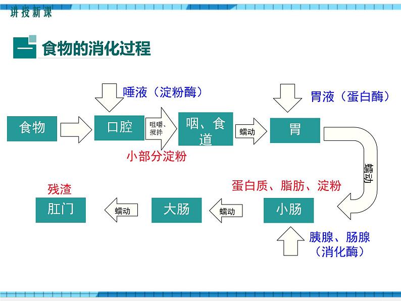 第二章人体的营养第二节消化和吸收第2课时食物的消化过程和营养物质的吸收课件第4页